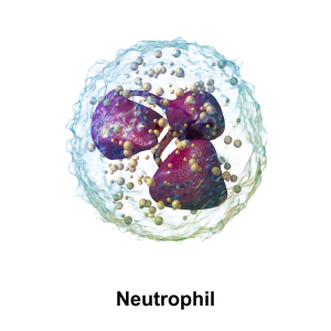 Neutrophil