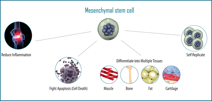 Mesenchymal stem cell