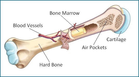 Images showing bone marrow