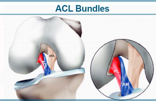 ACL-bundles.jpg