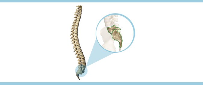 L5-S1-Lumbosacral-Joint