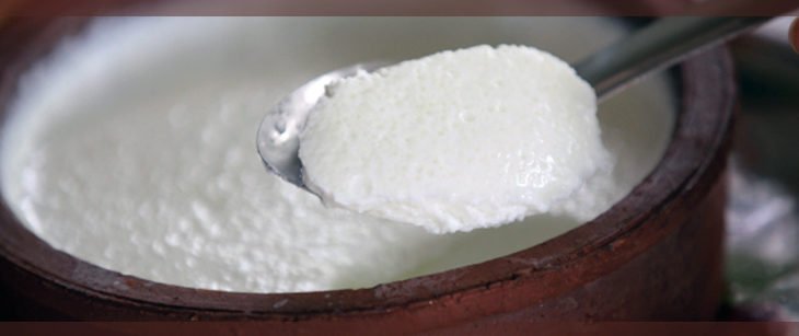 yogurt in Telugu