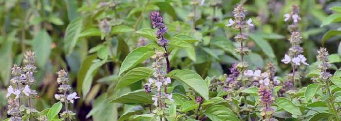 Basil in Hindi
