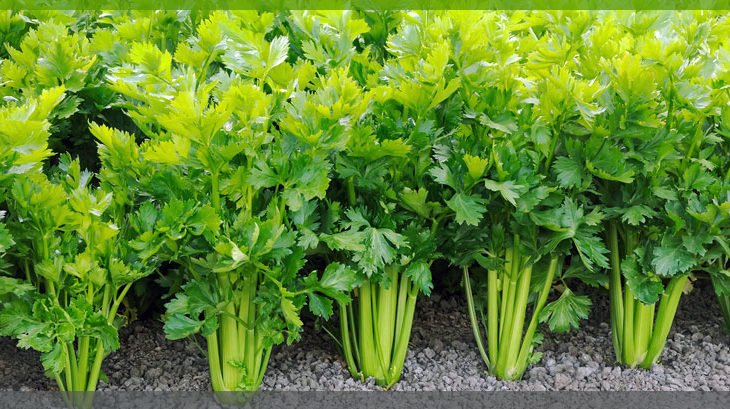 Benefits Celery in Hindi