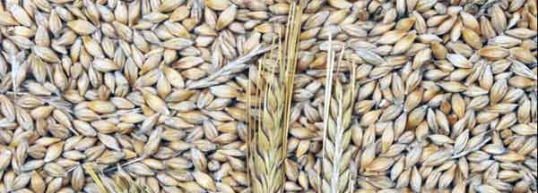 Health Benefits of Barley in Hindi