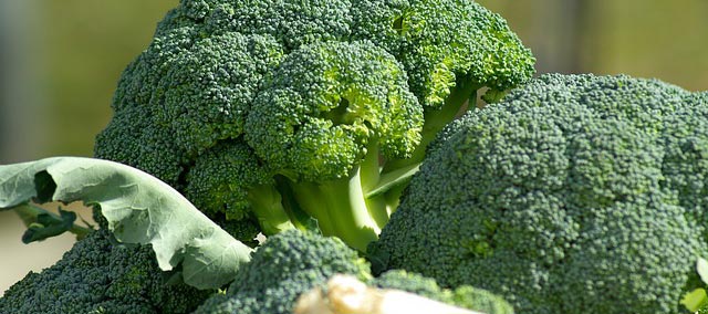 Broccoli in Hindi