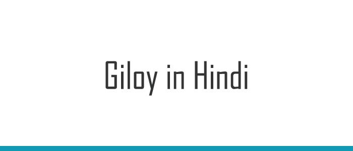 Giloy in Hindi
