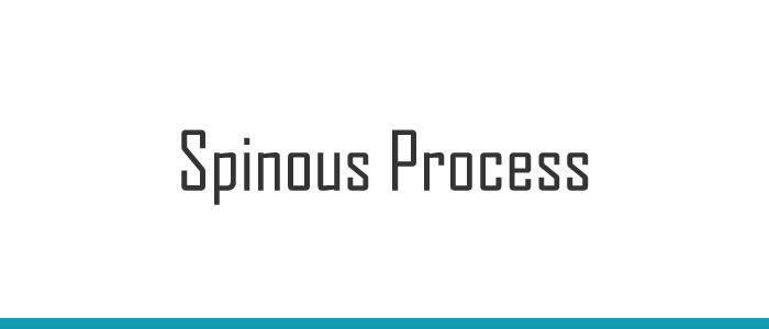 Spinous Process