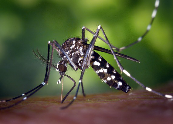 Dengue in Hindi Info