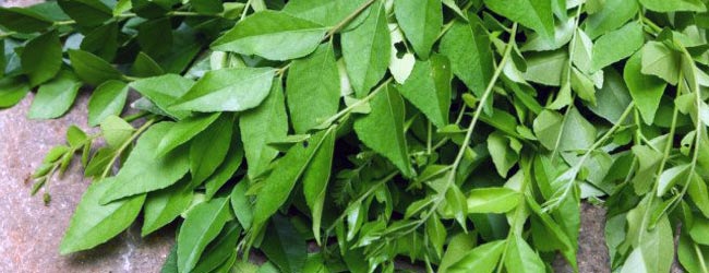 Curry Leave In Hindi