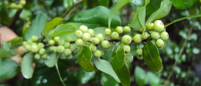 Guggul Benefits