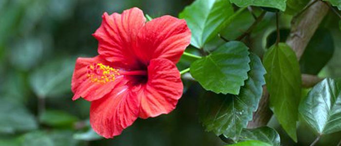 Hibiscus In Hindi