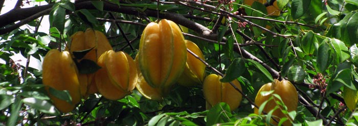 Star Fruit in Hindi